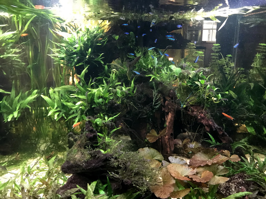 Fishes at the Lower Floor of the main building of the Dierenpark De Oliemeulen zoo