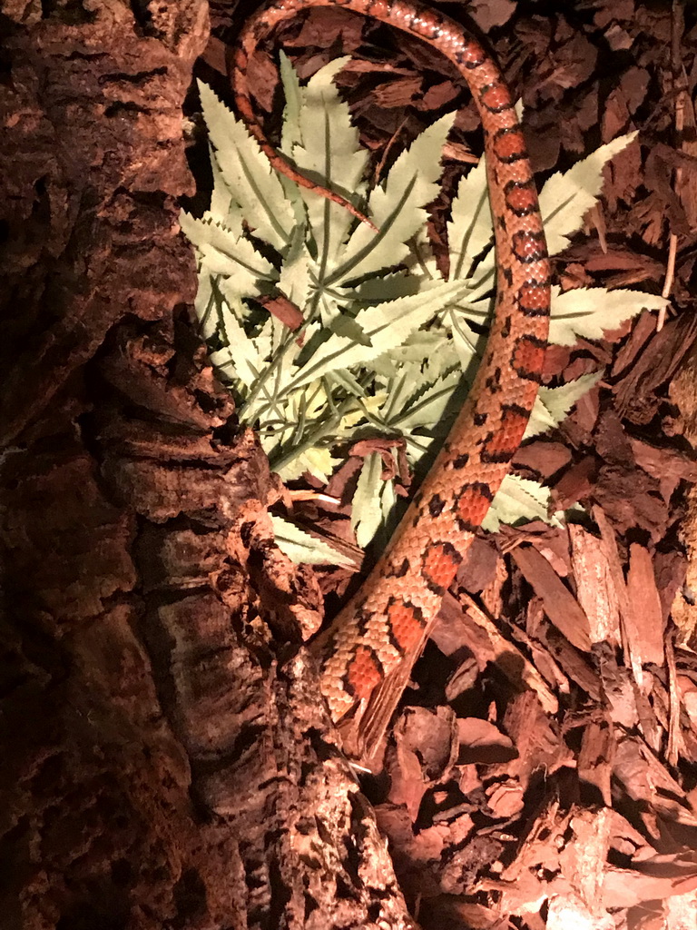 Snake at the Lower Floor of the main building of the Dierenpark De Oliemeulen zoo