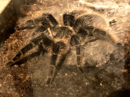 Tarantula at the Upper Floor of the main building of the Dierenpark De Oliemeulen zoo