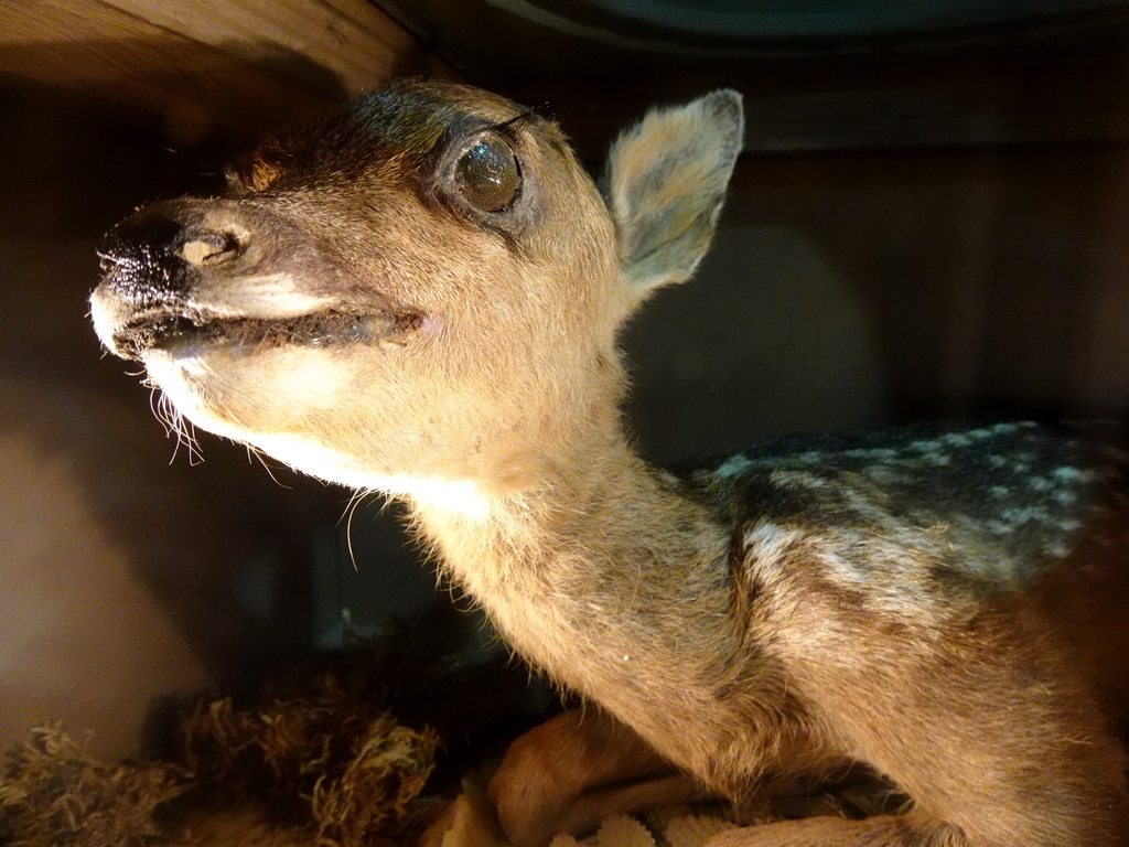 Stuffed Deer at the `Beleef Ontdek Samen: BOS` exhibition at the second floor of the Natuurmuseum Brabant