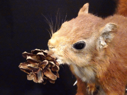 Stuffed Squirrel with a pine cone at the `Jouw Brabant, mijn Brabant - een landschap vol herinneringen` exhibition at the first floor of the Natuurmuseum Brabant