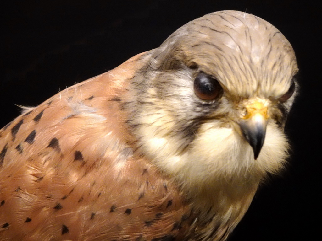 Stuffed Common Kestrel at the `Jouw Brabant, mijn Brabant - een landschap vol herinneringen` exhibition at the first floor of the Natuurmuseum Brabant