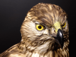 Stuffed Northern Goshawk at the `Jouw Brabant, mijn Brabant - een landschap vol herinneringen` exhibition at the first floor of the Natuurmuseum Brabant