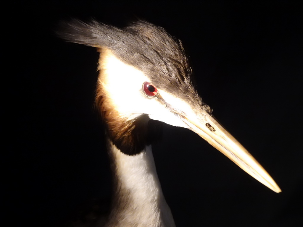 Stuffed Great Crested Grebe at the OO-zone at the ground floor of the Natuurmuseum Brabant