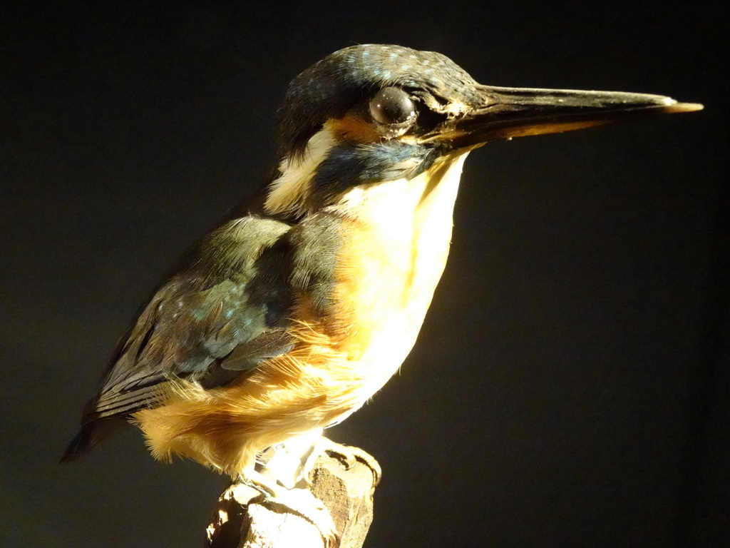 Stuffed Common Kingfisher at the OO-zone at the ground floor of the Natuurmuseum Brabant