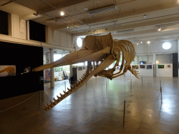 Skeleton of a Sperm Whale at the ground floor of the Natuurmuseum Brabant