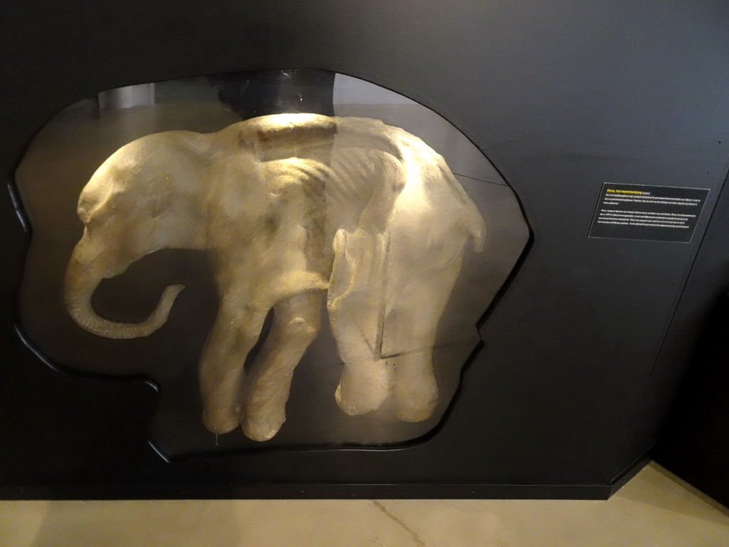 Statue of a young Mammoth at the `IJstijd!` exhibition at the ground floor of the Natuurmuseum Brabant, with explanation