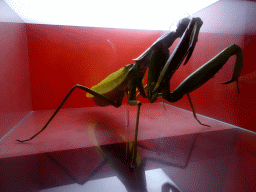 Scale model of a Mantis at the `Hoezo Seks?` exhibition at the second floor of the Natuurmuseum Brabant