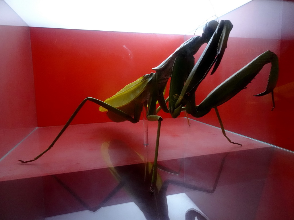 Scale model of a Mantis at the `Hoezo Seks?` exhibition at the second floor of the Natuurmuseum Brabant