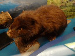 Stuffed Beaver at the `Jouw Brabant, mijn Brabant - een landschap vol herinneringen` exhibition at the first floor of the Natuurmuseum Brabant