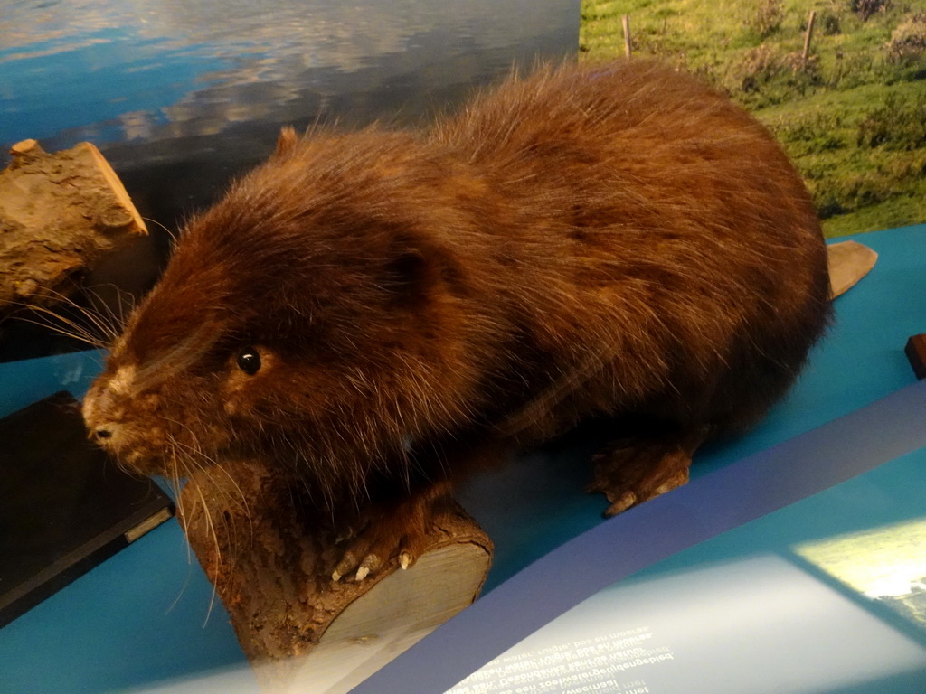 Stuffed Beaver at the `Jouw Brabant, mijn Brabant - een landschap vol herinneringen` exhibition at the first floor of the Natuurmuseum Brabant