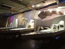 The `Uitsterven` exhibition at the second floor of the Natuurmuseum Brabant