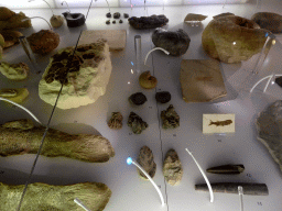 Fossils at the `Uitsterven` exhibition at the second floor of the Natuurmuseum Brabant