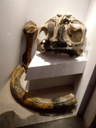 Skull and teeth of a Mammoth at the `Uitsterven` exhibition at the second floor of the Natuurmuseum Brabant, with explanation