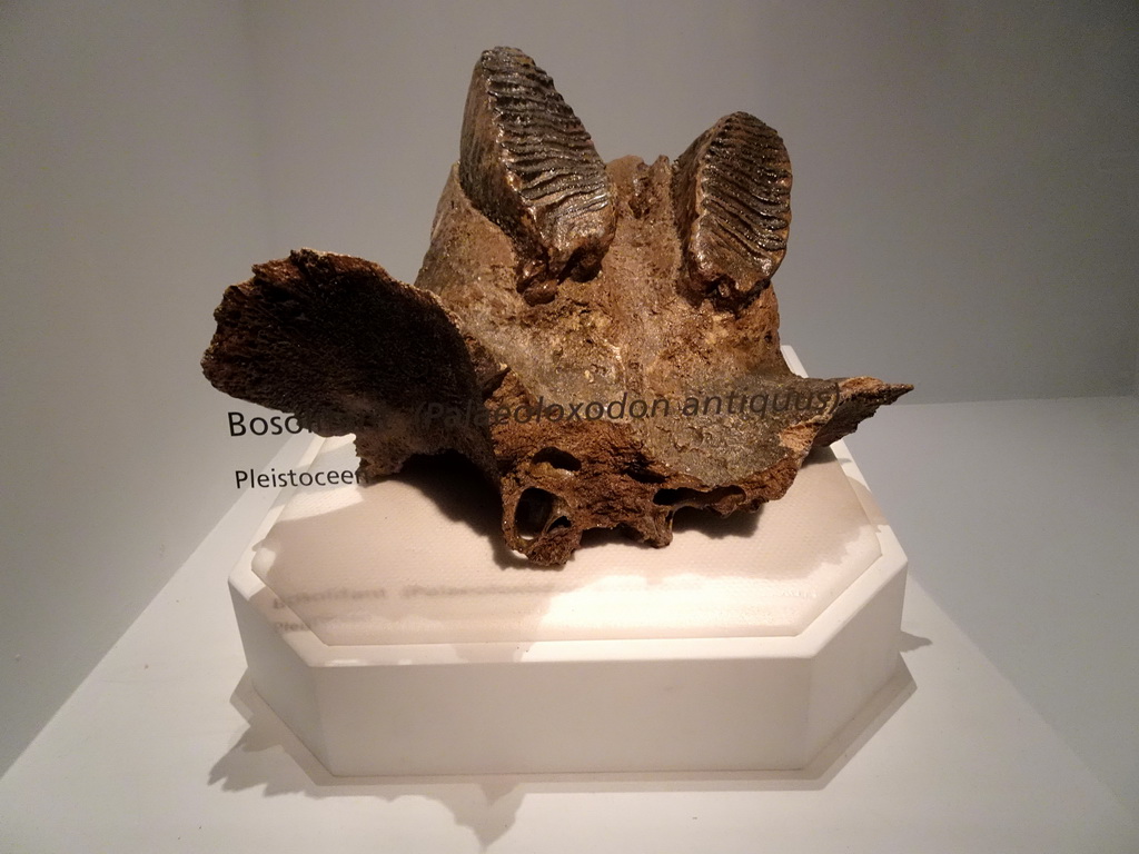 Teeth of an African forest elephant at the `Uitsterven` exhibition at the second floor of the Natuurmuseum Brabant, with explanation