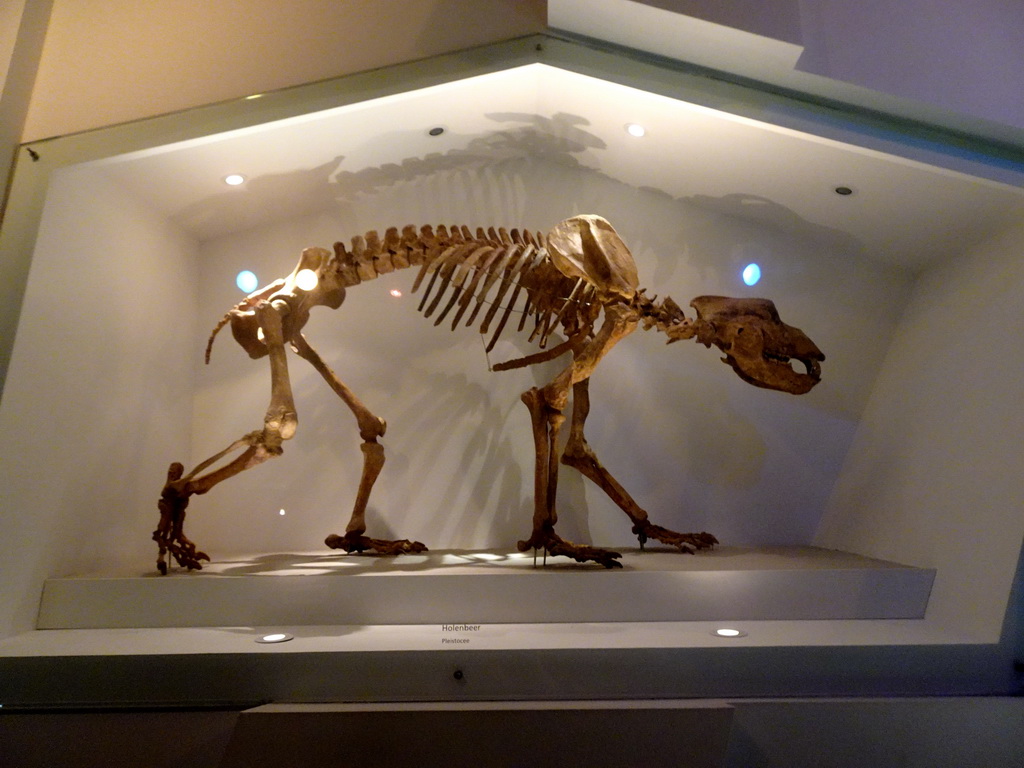 Skeleton of a Cave Bear at the `Uitsterven` exhibition at the second floor of the Natuurmuseum Brabant, with explanation