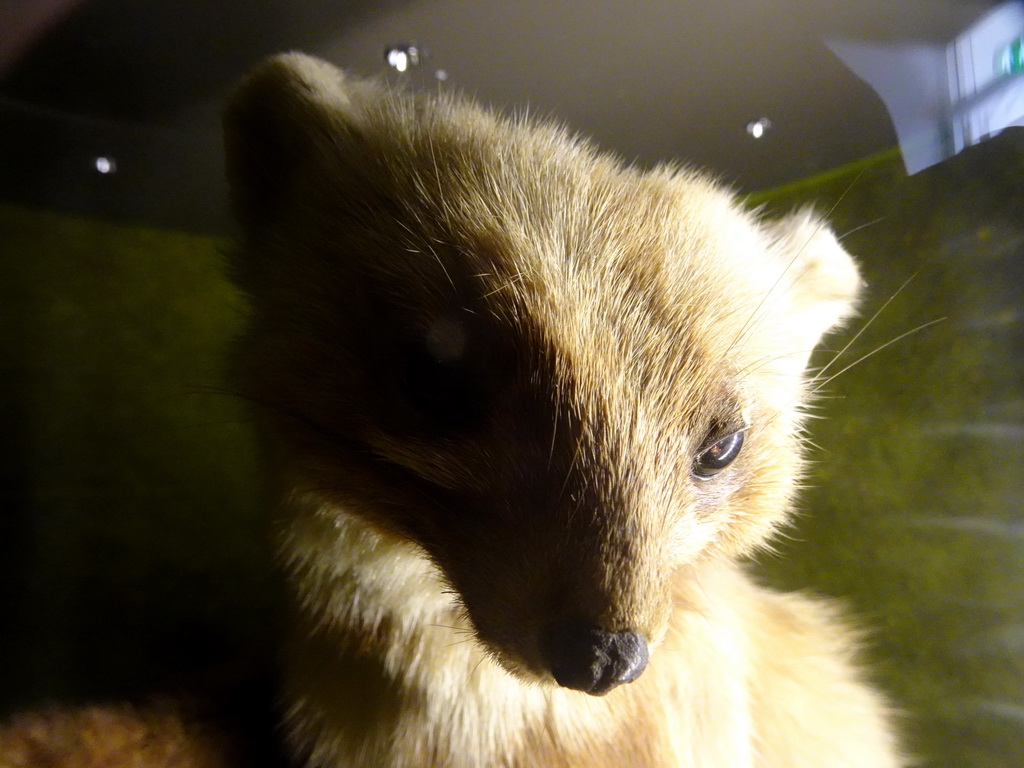 Stuffed Weasel at the `Beleef Ontdek Samen: BOS` exhibition at the second floor of the Natuurmuseum Brabant