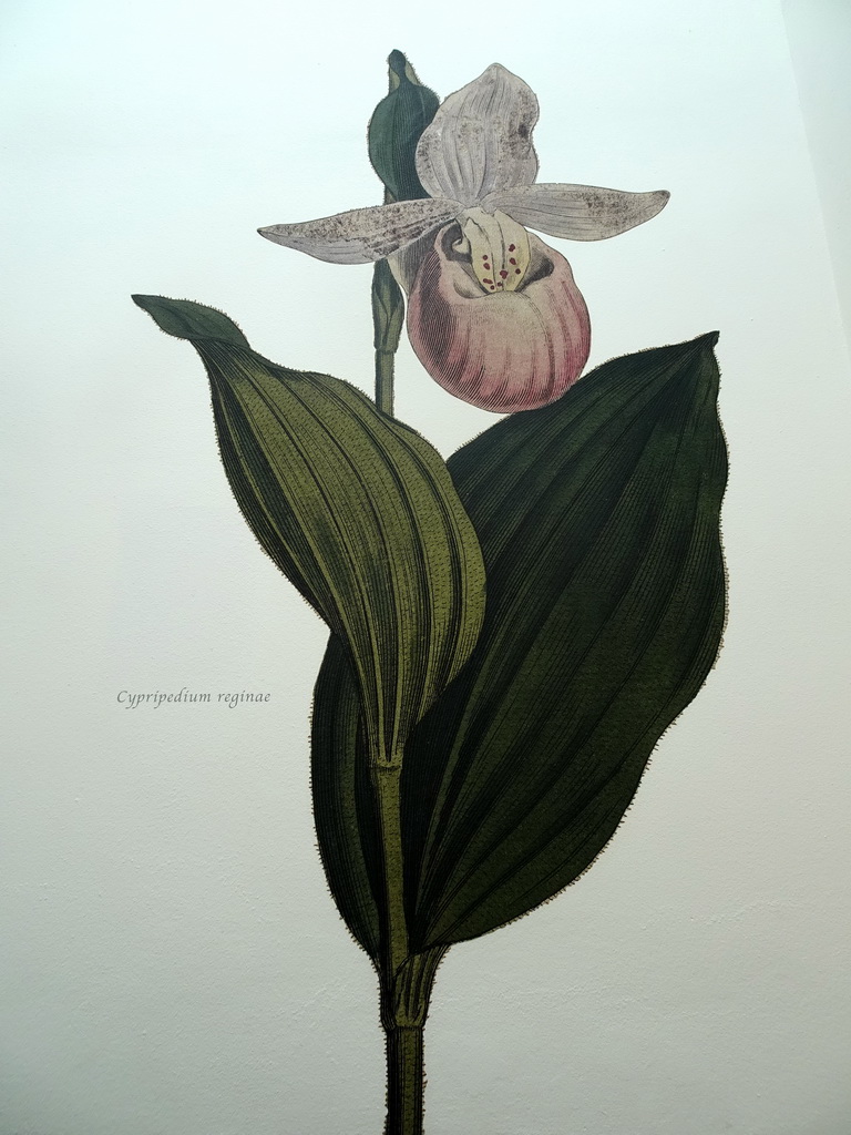Wall painting of a Showy Lady`s Slippers at the staircase from the second to the first floor of the Natuurmuseum Brabant, with explanation