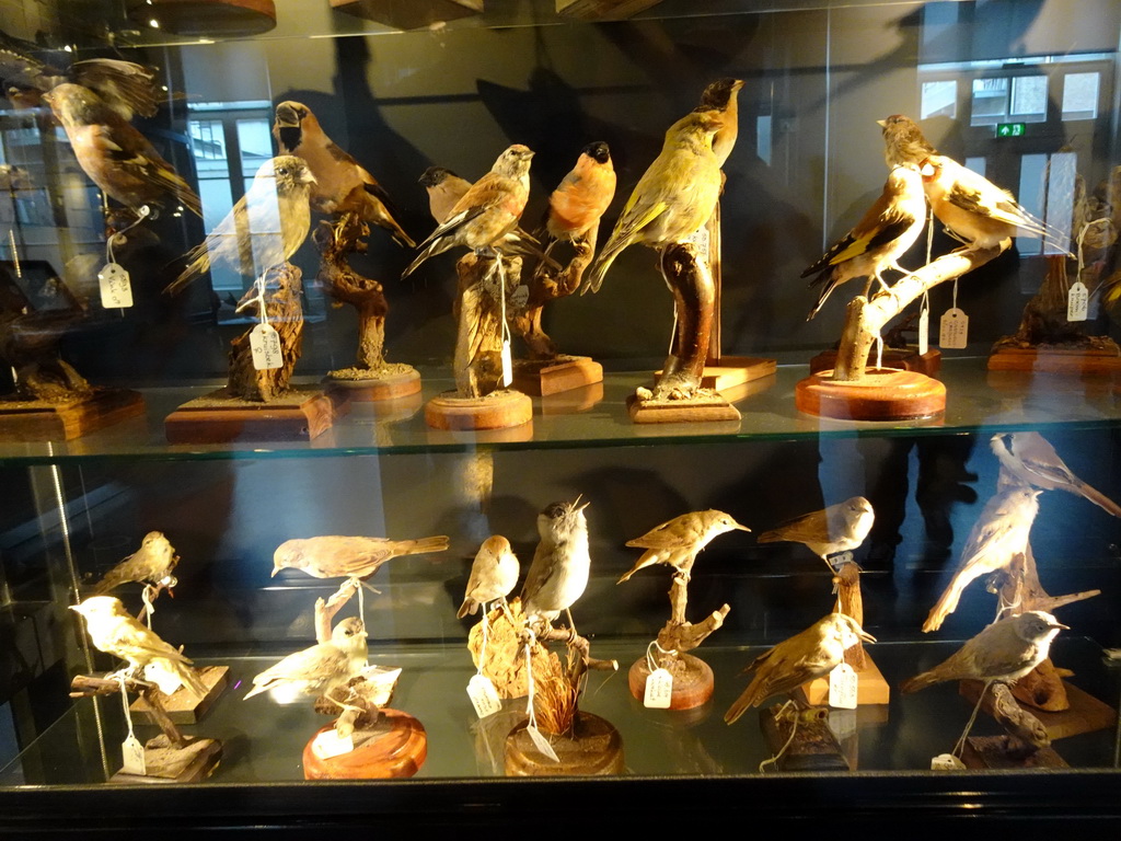 Stuffed birds at the OO-zone at the ground floor of the Natuurmuseum Brabant