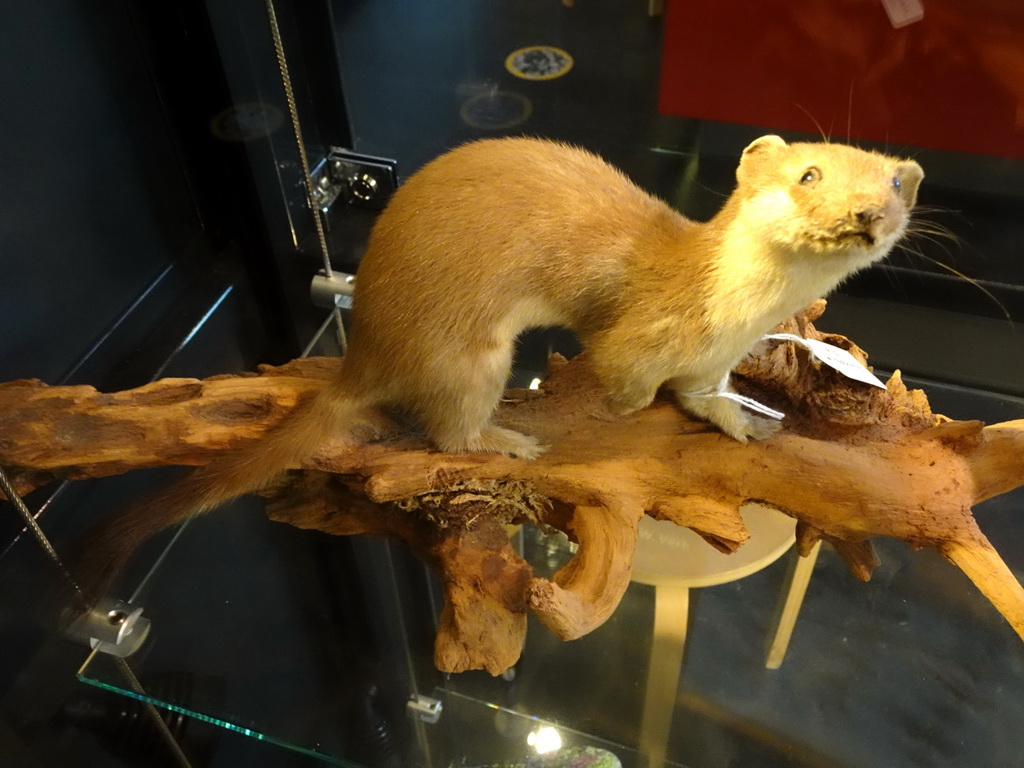 Stuffed Weasel at the OO-zone at the ground floor of the Natuurmuseum Brabant