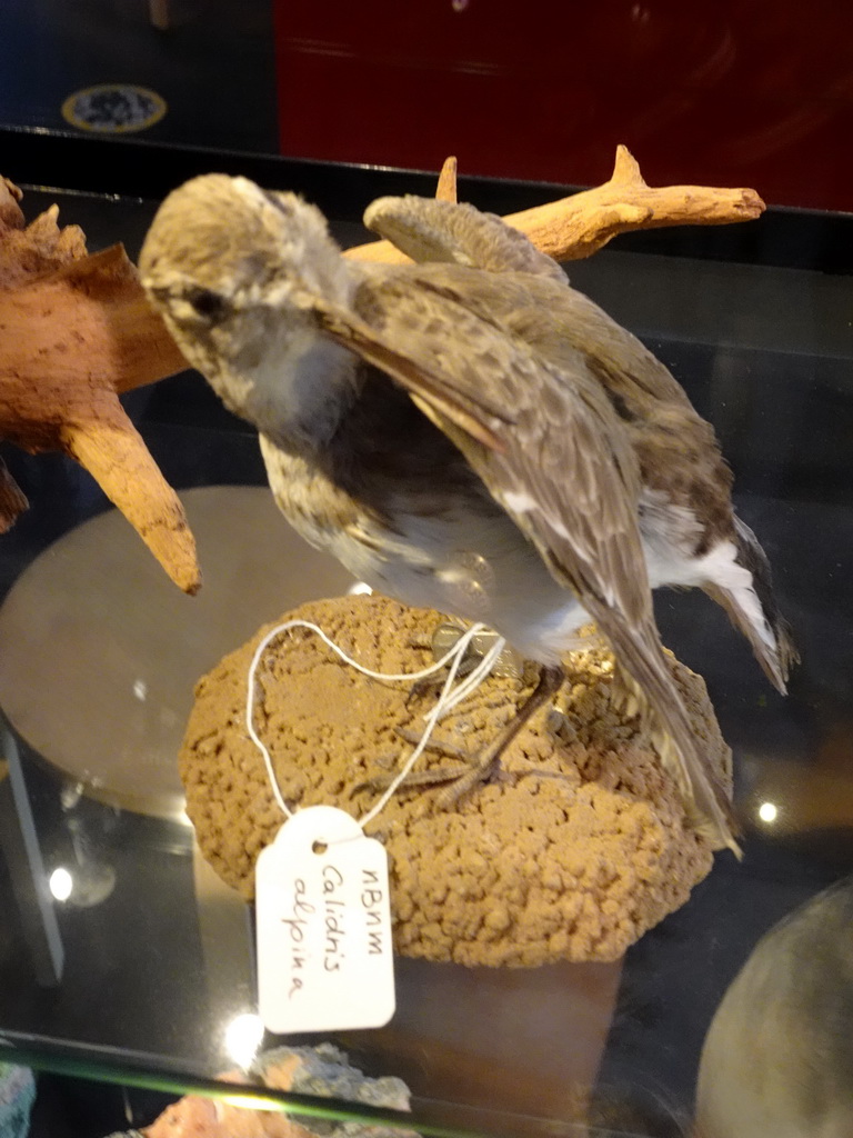 Stuffed Dunlin at the OO-zone at the ground floor of the Natuurmuseum Brabant, with explanation