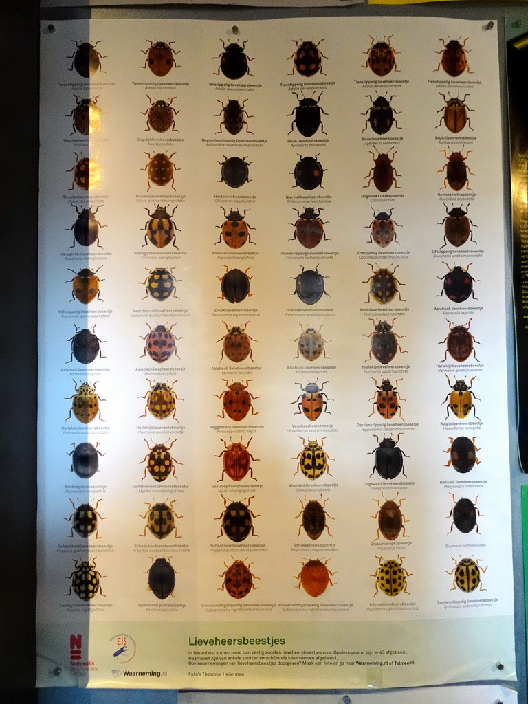 Information on Ladybug species in the Netherlands at the ground floor of the Natuurmuseum Brabant