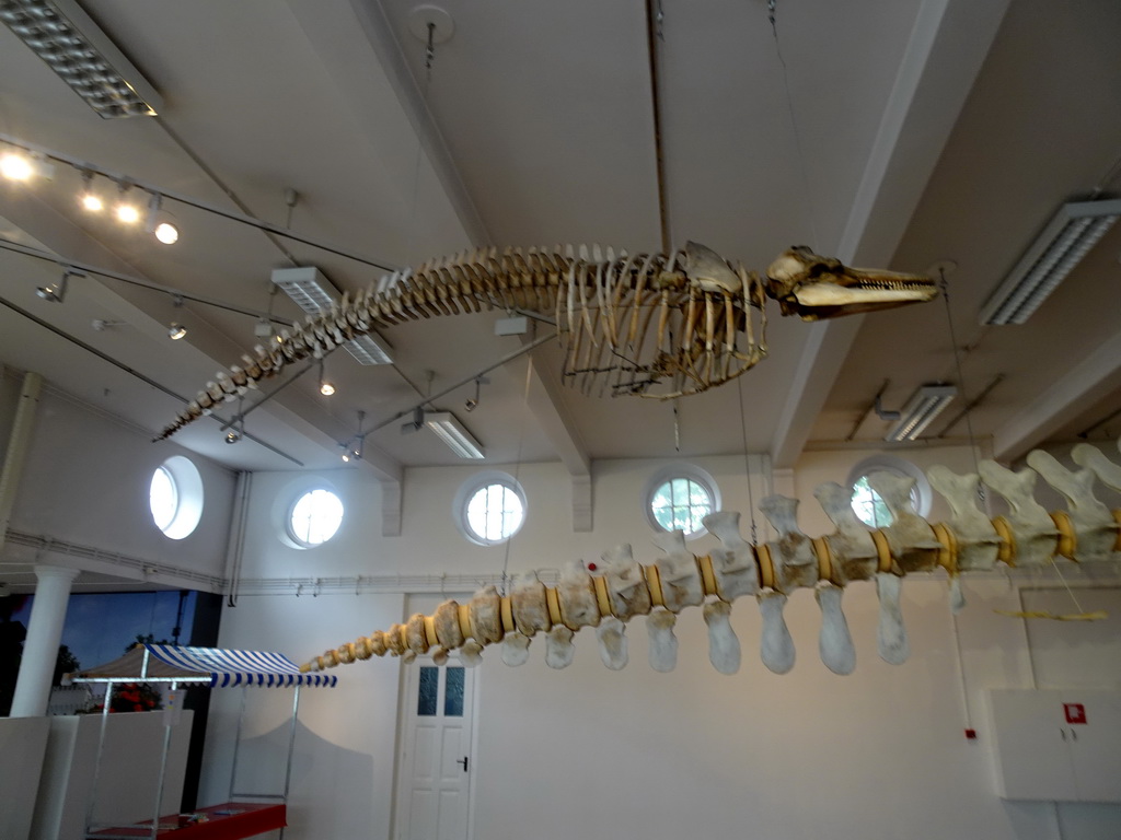 Skeleton of a Dolphin at the ground floor of the Natuurmuseum Brabant