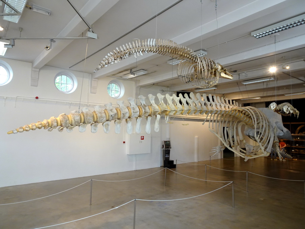 Skeletons of a Dolphin, a Sperm Whale and a Sea Lion at the ground floor of the Natuurmuseum Brabant