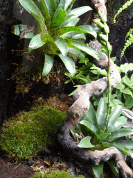 Mourning Gecko and Anthony`s Poison Arrow Frog at the Ground Floor of the main building of the Dierenpark De Oliemeulen zoo