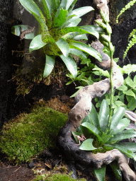 tilburg_19_003 - 386 kb - 768x1024 - Mourning Gecko and Anthony`s Poison Arrow Frog at the Ground Floor of the main building of the Dierenpark De Oliemeulen zoo Mourning Gecko and Anthony`s Poison Arrow Frog at the Ground Floor of the main building of the Dierenpark De Oliemeulen zoo