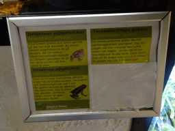 Explanation on the Anthony`s Poison Arrow Frog, Mourning Gecko and Three-striped Poison Frog at the Ground Floor of the main building of the Dierenpark De Oliemeulen zoo