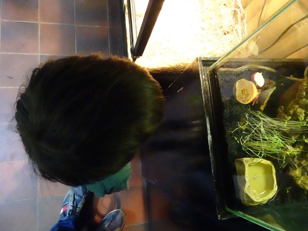 Max looking at a Millipede at the Ground Floor of the main building of the Dierenpark De Oliemeulen zoo