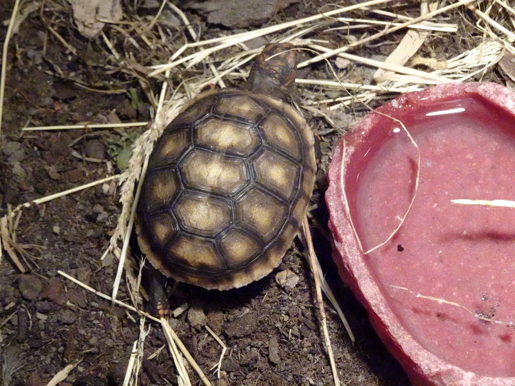 Turtle at the Ground Floor of the main building of the Dierenpark De Oliemeulen zoo