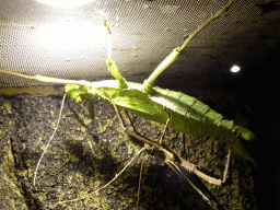 Jungle Nymph at the Ground Floor of the main building of the Dierenpark De Oliemeulen zoo