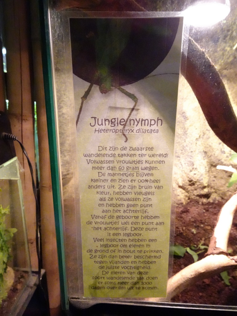 Explanation on the Jungle Nymph at the Ground Floor of the main building of the Dierenpark De Oliemeulen zoo