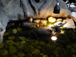 Smooth-fronted Caiman at the Ground Floor of the main building of the Dierenpark De Oliemeulen zoo