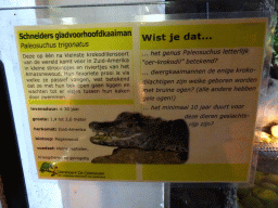 Explanation on the Smooth-fronted Caiman at the Ground Floor of the main building of the Dierenpark De Oliemeulen zoo