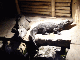 Dwarf Crocodile at the Ground Floor of the main building of the Dierenpark De Oliemeulen zoo