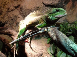 Chinese Water Dragon at the Ground Floor of the main building of the Dierenpark De Oliemeulen zoo