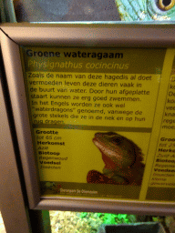 Explanation on the Chinese Water Dragon at the Ground Floor of the main building of the Dierenpark De Oliemeulen zoo