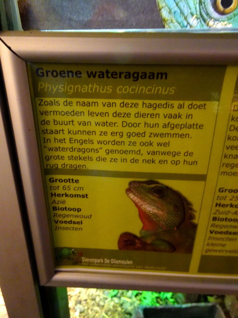 Explanation on the Chinese Water Dragon at the Ground Floor of the main building of the Dierenpark De Oliemeulen zoo