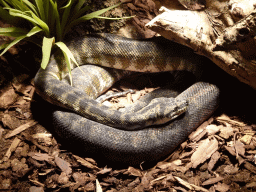 Carpet Python at the Ground Floor of the main building of the Dierenpark De Oliemeulen zoo