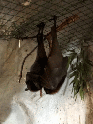 Large Flying Foxes at the Ground Floor of the main building of the Dierenpark De Oliemeulen zoo