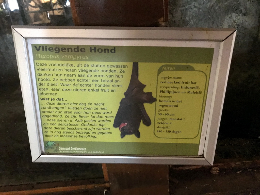 Explanation on the Large Flying Fox at the Ground Floor of the main building of the Dierenpark De Oliemeulen zoo