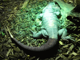 Red Tegu at the Upper Floor of the main building of the Dierenpark De Oliemeulen zoo