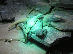 Chuckwallas at the Upper Floor of the main building of the Dierenpark De Oliemeulen zoo