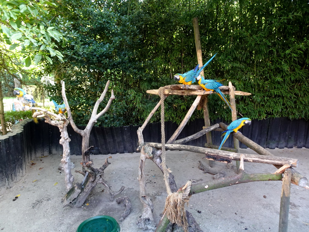 Blue-and-yellow Macaws at the Dierenpark De Oliemeulen zoo