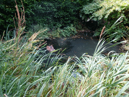 Statue of a Hippopotamus in a pond at the Dierenpark De Oliemeulen zoo