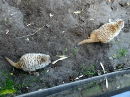 Meerkats at the Dierenpark De Oliemeulen zoo