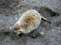 Meerkats at the Dierenpark De Oliemeulen zoo